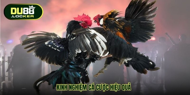 Cá Cược Đá Gà Online DU88 – Sân Chơi Uy Tín Cho Đam Mê 4 Kinh nghiệm cá cược hiệu quả